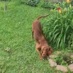 Loveable Irish Setter in Sulphur Springs, Texas
