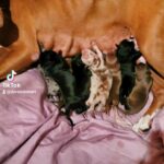 American Pittbull Terrier Puppies in Port Charlotte, Florida