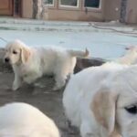 Golden Retriever Puppies in Visalia, California