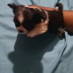 Longhair chihuahua GIRL  TEACUP $1800 BROOKLYN  N Y in New York City, New York