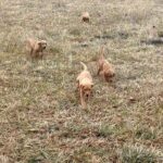 Fox red Labrado in Arizona City, Arizona