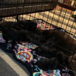 AKC black lab puppies in Arizona City, Arizona