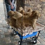 Golden Retriever Puppies in Arizona City, Arizona