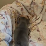 French Bulldogs in Arizona City, Arizona