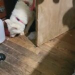 6MONTH  PUREBREED HUSKY GIRL  $700  BROOKLYNN.Y in New York City, New York