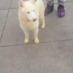 PURE SIBERIAN HUSKY GIRL 6mnths $ 700 brooklyn n.y in New York City, New York