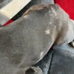 Blue Merle Frenchie Female in Chicago Heights, Illinois