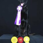 AKC Belgian Malinois in Poplar Bluff, Missouri