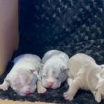 Bankroll Pups???? in Chicago, Illinois