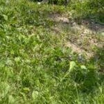 Blue Merle French Bulldog Puppy For Sale in Cleveland Heights, Ohio