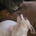 chihuahua needs new home in Manchester, Tennessee