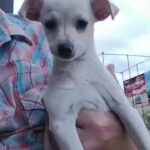 Chihuahua/toy poodle in Albuquerque, New Mexico