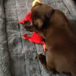 Chocolate Lab in Dover, Delaware