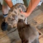 ABKC Blue Merle Seven in Jonesboro, Arkansas