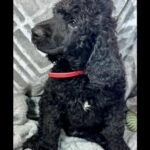 Akc Standard Poodle - Florida health certificate in Lehigh Acres, Florida