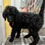 AKC Standard Poodle in Lehigh Acres, Florida