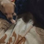 two female chihuahuas in Victorville, California