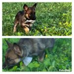 german shepherds ready now! in Fort Worth, Texas