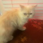 Whitte Persian For Sale in Buford, Georgia