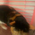 Free Cat in Buford, Georgia