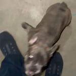Blue /Rojo Isabella Brindle in Chino Hills, California