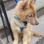 2month purebreed siberian husky boy $1400 brooklyn  n.y in New York City, New York