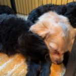 Sleeping Cavapoos in Sumter, South Carolina