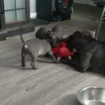 ABKC Standard American Bully in Columbus, Ohio