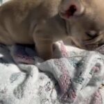 AKC French Bulldog Female in West Point, Utah