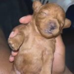 Korean Teacup Maltipoo Royal in New York City, New York