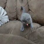 Blue Scottish fold girl in Lexington-Fayette, Kentucky