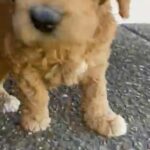 Golden Doodles Puppies in Nashville, Tennessee