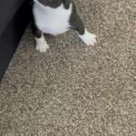 Male Frenchton in Loganville, Georgia