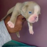 Bushwick bullies Broly & Mimi 1st Litter in Lawrenceville, Georgia