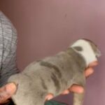 Broly z& Mimi 1st Litter Male Blue tri Merle in Lawrenceville, Georgia