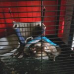 baby ferrets in Newburgh, New York
