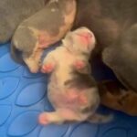 Hermes❌Harvey Dent Pups in Chicago Heights, Illinois