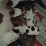 miniature dachshund puppies in Cedar Rapids, Iowa
