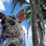 French Bulldog Puppies in Fort Lauderdale, Florida