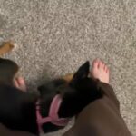 German Shepherd Puppy in Memphis, Tennessee