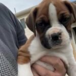 Triple Registered Purebred Boxers in American Fork, Utah