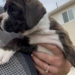 Triple Registered Purebred Boxers in American Fork, Utah