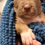 AMERICAN BULLY x APBT in New York City, New York