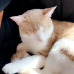 Rare Breed Siamese Callico Mix in New York City, New York