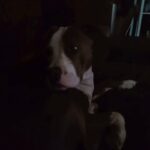 Zoey in Johnstown, Pennsylvania