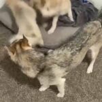 Husky’s NEW OWNER READY in Modesto, California