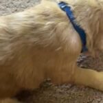 Chloe in Springfield, Missouri