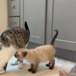 Loving Kittens in Central Islip, New York