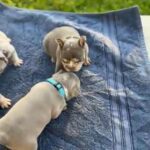 French Bulldog in Haines City, Florida