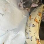 French Bulldog in Haines City, Florida